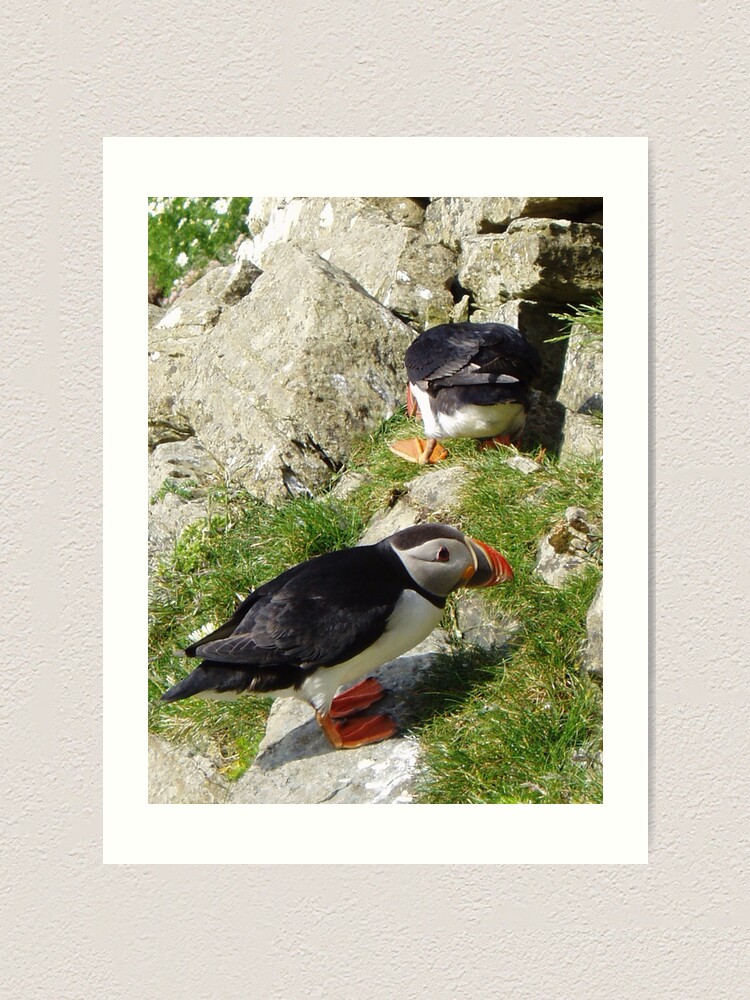 Alternate view of Puffin Hide-and-Seek Art Print