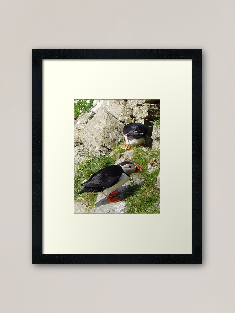 Alternate view of Puffin Hide-and-Seek Framed Art Print