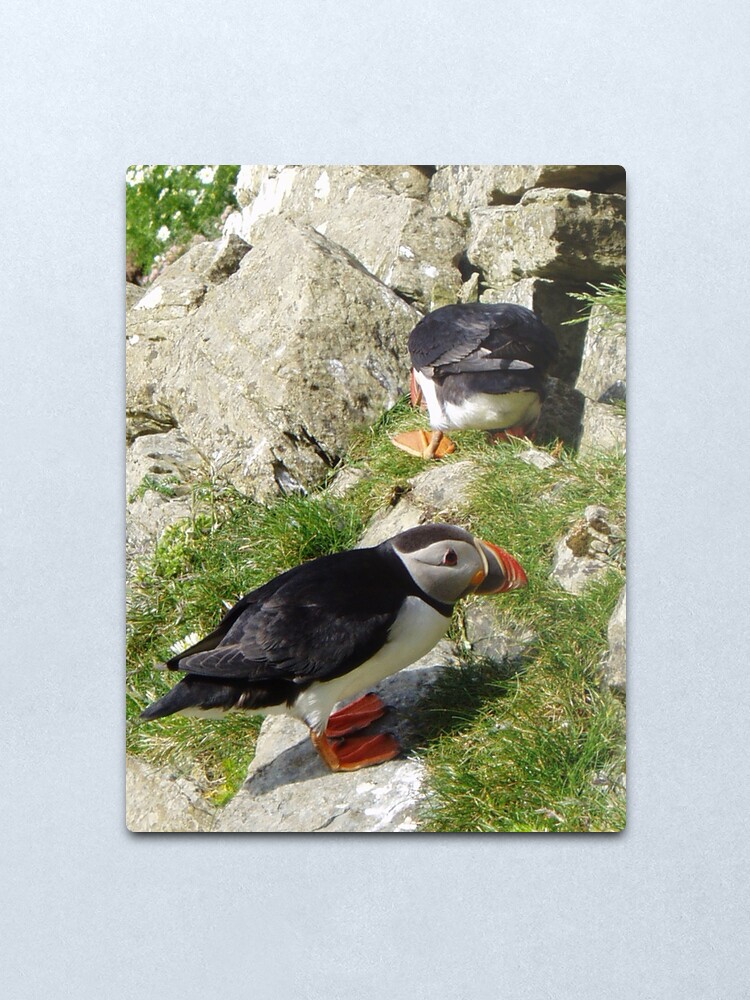 Alternate view of Puffin Hide-and-Seek Metal Print