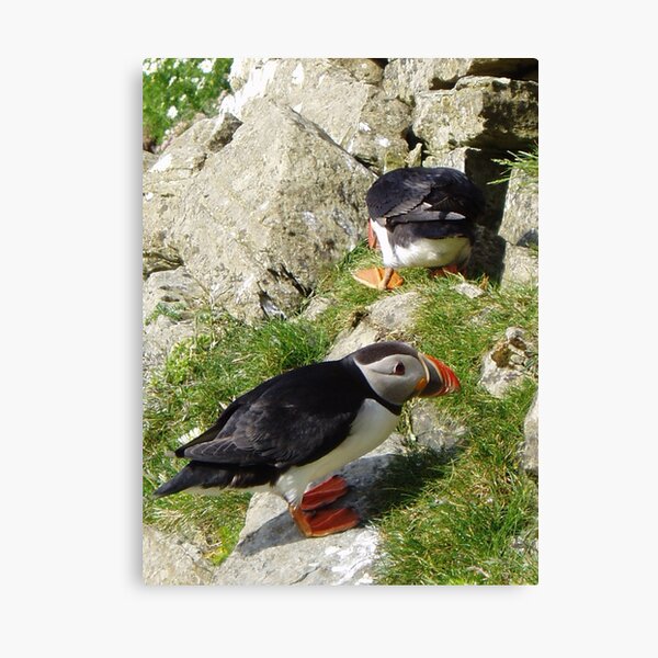 Puffin Hide-and-Seek Canvas Print