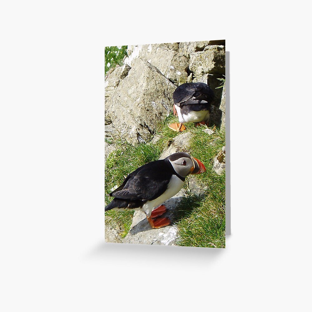 Puffin Hide-and-Seek Greeting Card