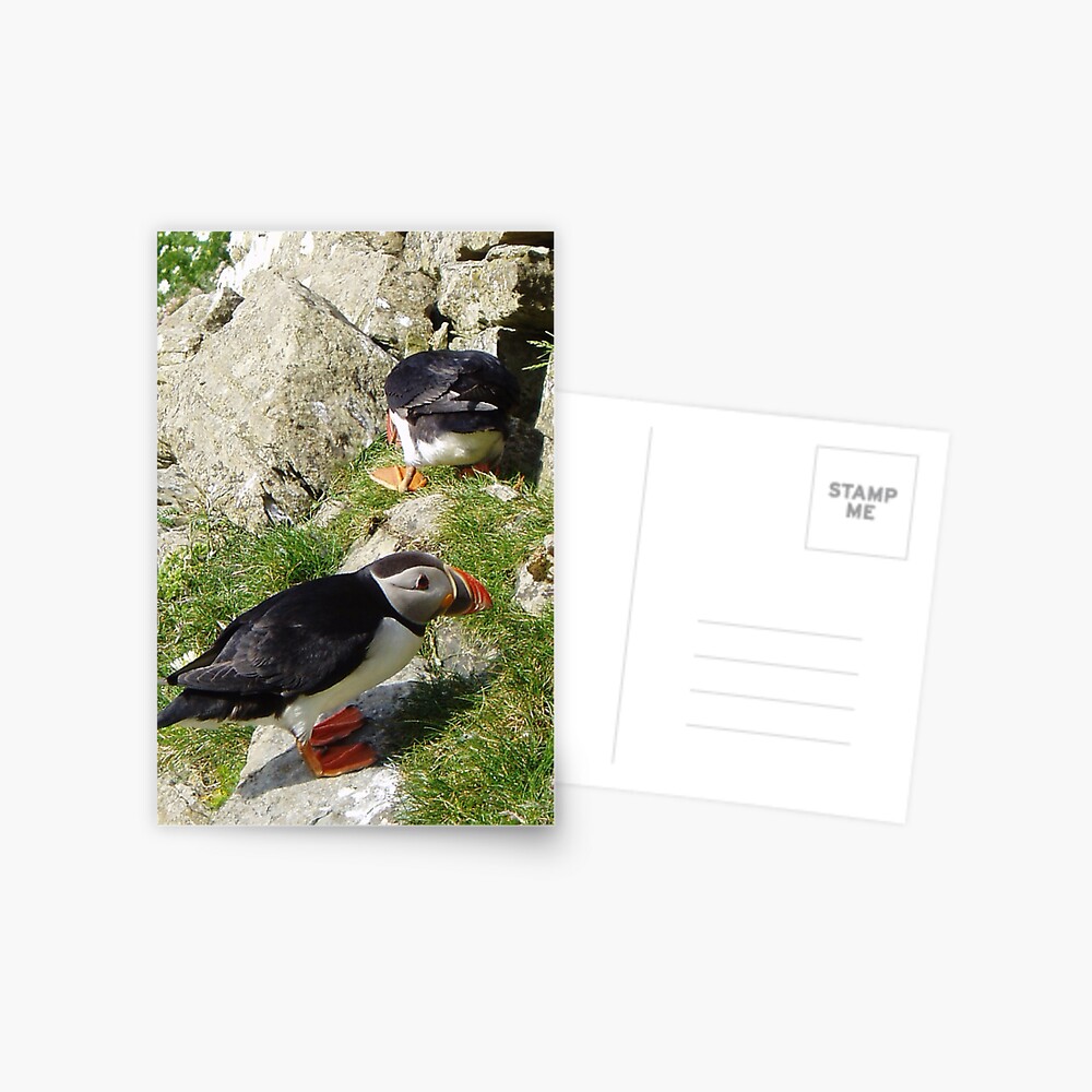 Puffin Hide-and-Seek Postcard