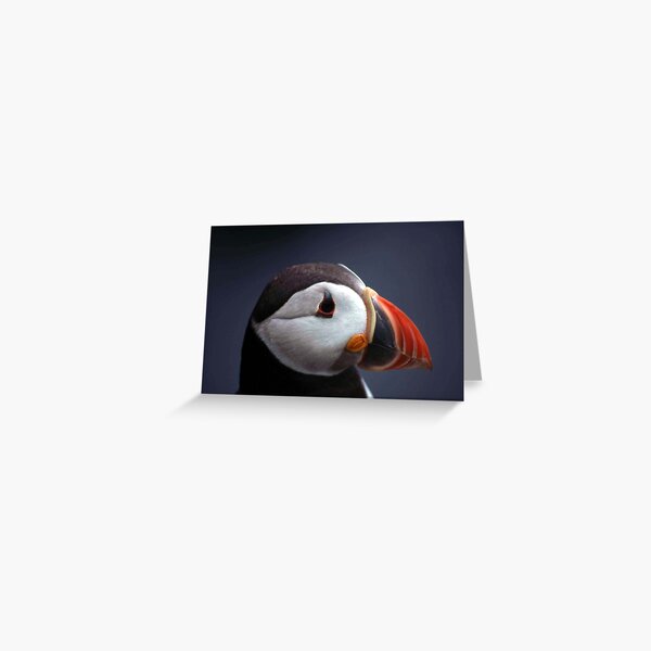 Item preview, Puffin Head designed and sold by Fiona MacNab.