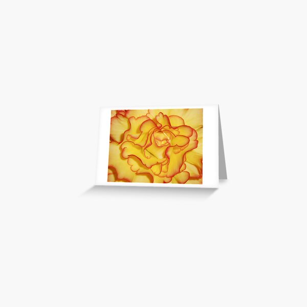 Begonia 1 Greeting Card
