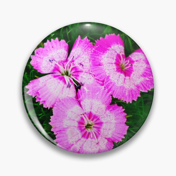Item preview, Sweet William flower designed and sold by Araveen-Photo.