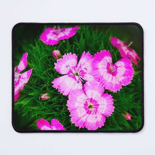 Item preview, Sweet William flower designed and sold by Araveen-Photo.