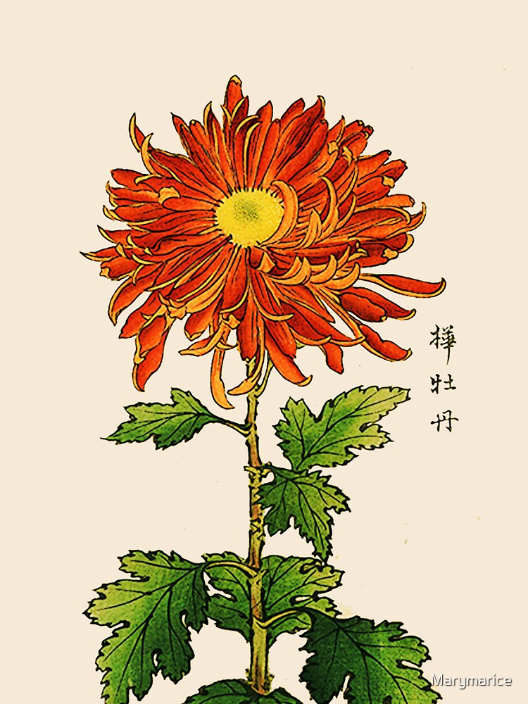 "Japanese Chrysanthemum. Orange and Gold " Sticker by Marymarice