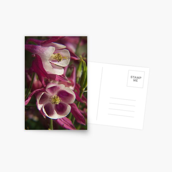 Columbine Postcard