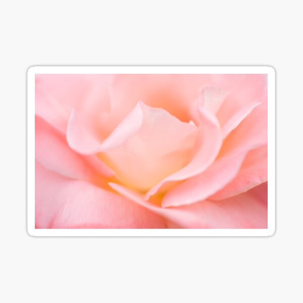 Pink Rose Sticker