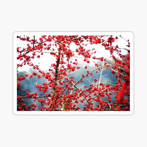 Austin Hawthorn Tree Sticker