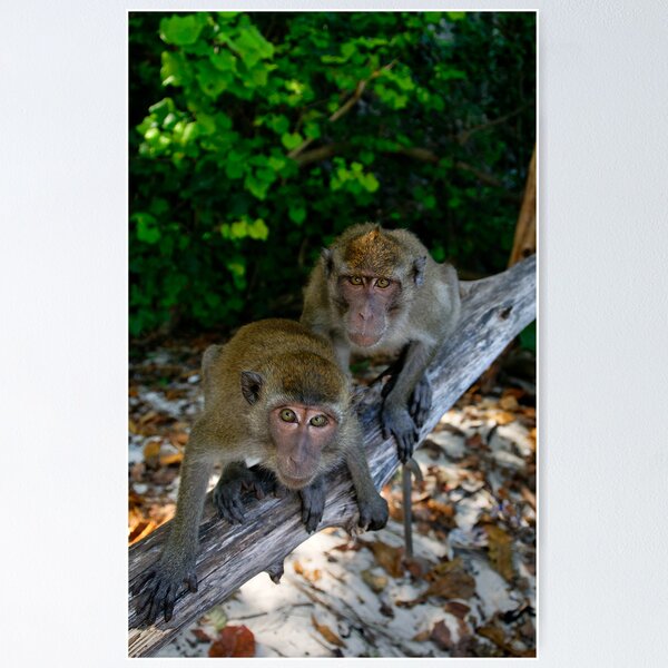 Item preview, Lucky Monkeys in Paradise designed and sold by Robert Mullner.