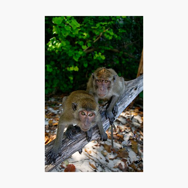 Item preview, Lucky Monkeys in Paradise designed and sold by Robert Mullner.