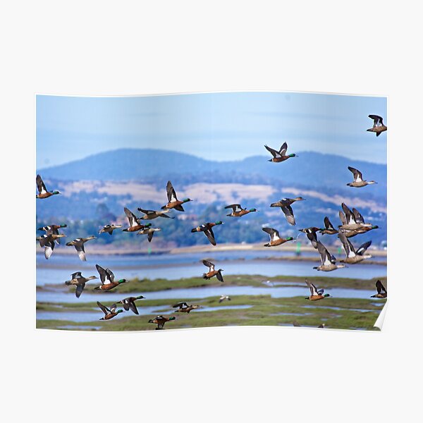 Couverture Kiva Show - 40x34 (Base Châtaigne/Accents Turquoise) Par Mayatex
