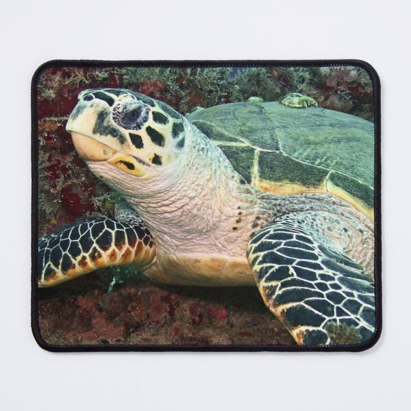 Item preview, Beautiful Sea Turtle with Barnacles Resting in Colorful Coral designed and sold by Caregiverology.