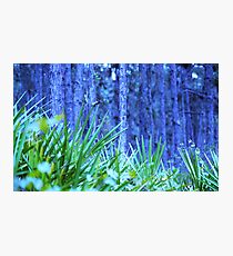Azure Photographic Print