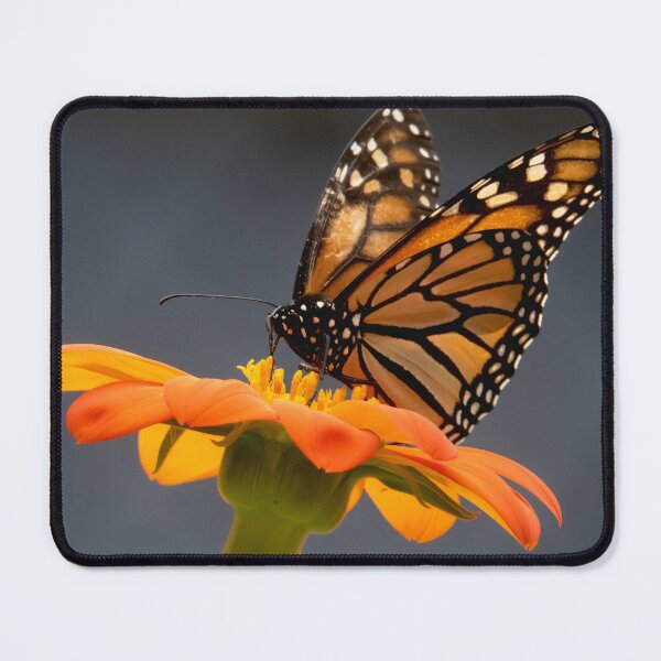 Item preview, Monarch Feasting designed and sold by Roger Easley.