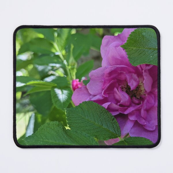 Item preview, The Pink Rose  designed and sold by Jkund19.