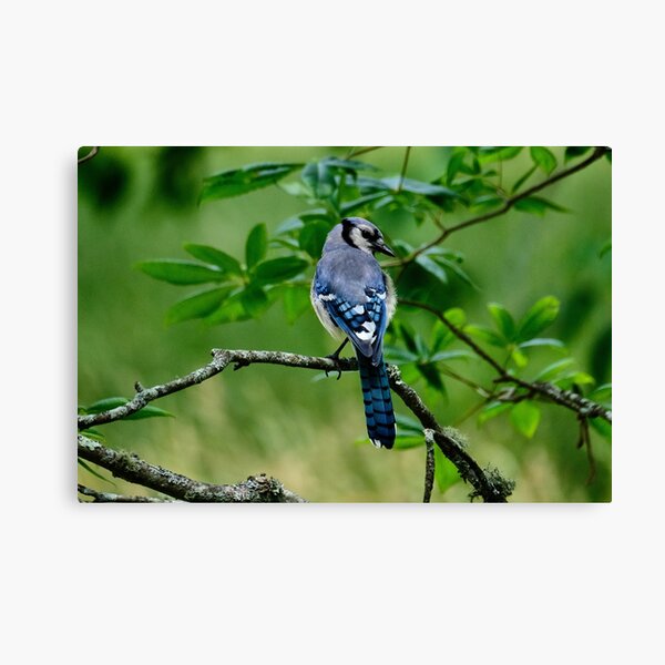 Blue Jay in the woods. Canvas Print