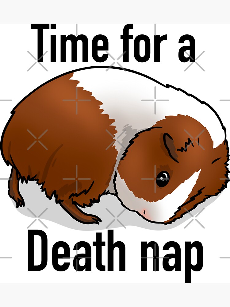 Introducing stores New Guinea Pig After