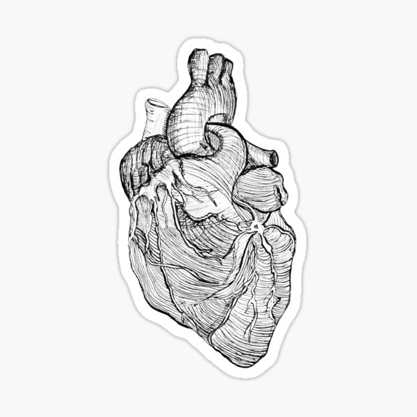 Anatomical Heart Sticker For Sale By Uneasyviewing Redbubble 6503