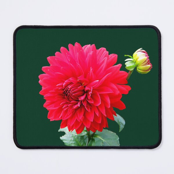 Artikelvorschau, FLORA #17 – Rote Dahila-Blume und -Knospe entworfen und verkauft von DEL-Productions.