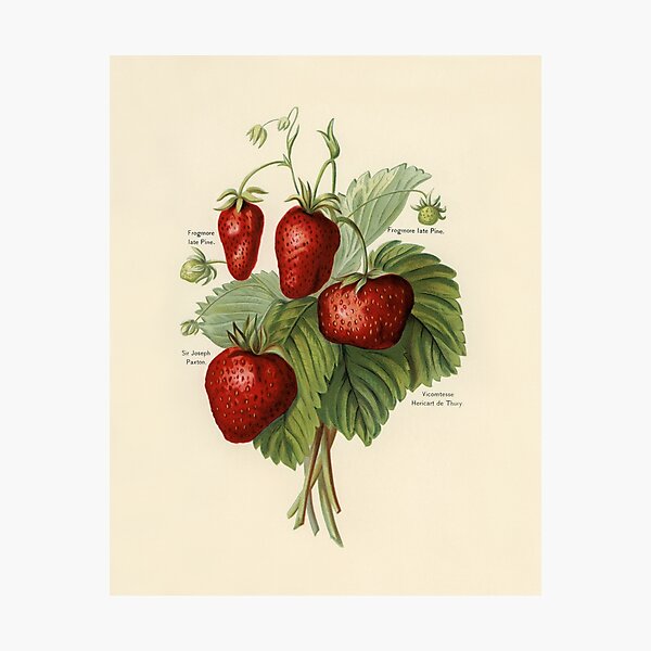 Item preview, Vintage Strawberry Plant Drawing, Vintage Sketch of Strawberries designed and sold by CuriousCactus.