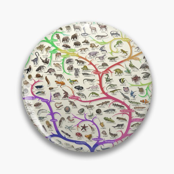 Item preview, Animal Tree of Life Poster - Evolution - Colour (English Annotations) designed and sold by EvolutionPoster.