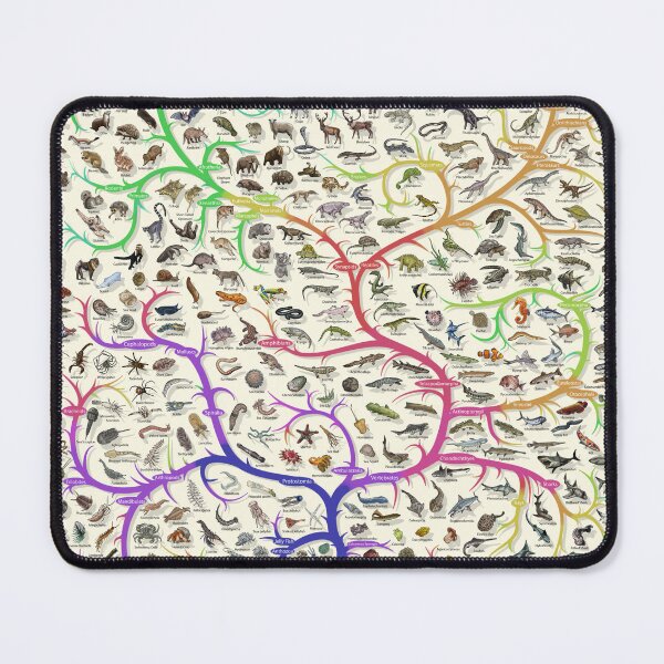 Item preview, Animal Tree of Life Poster - Evolution - Colour (English Annotations) designed and sold by EvolutionPoster.