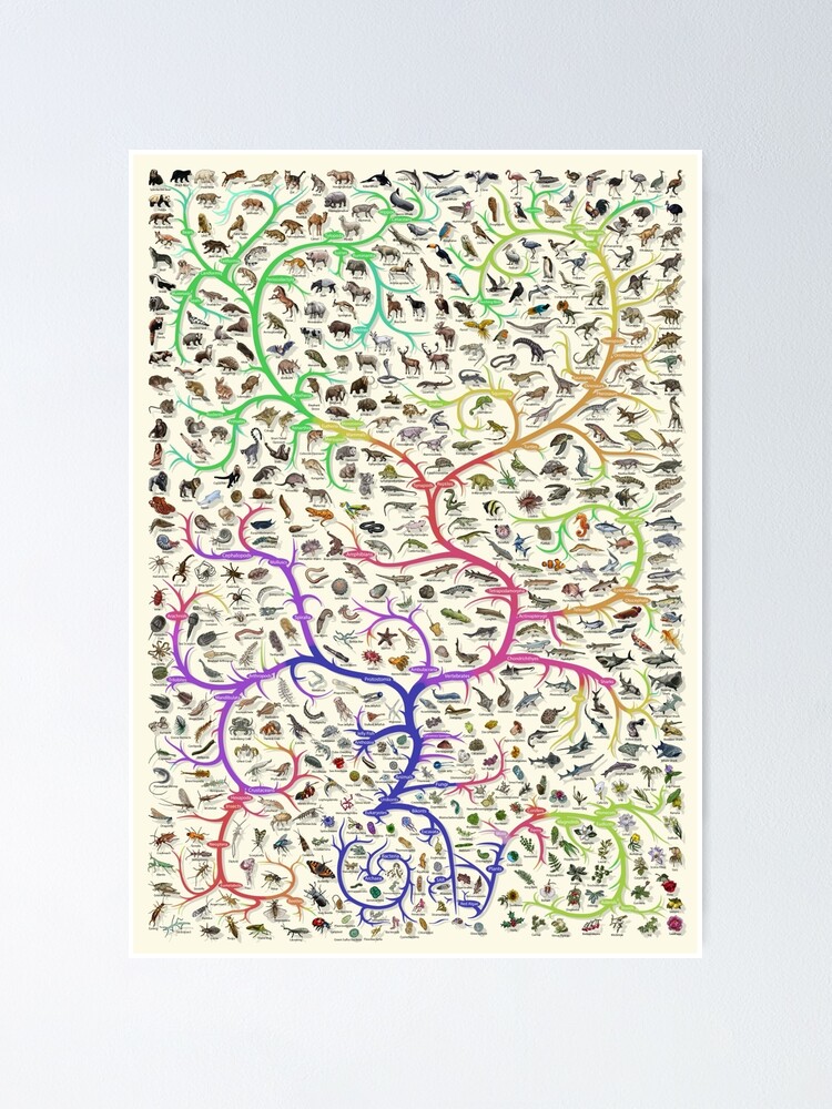 Thumbnail 1 of 3, Poster, Animal Tree of Life Poster - Evolution - Colour (English Annotations) designed and sold by EvolutionPoster.