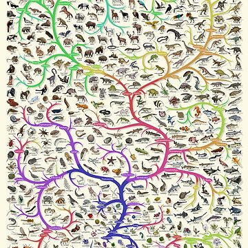 Artwork thumbnail, Animal Tree of Life Poster - Evolution - Colour (English Annotations) by EvolutionPoster