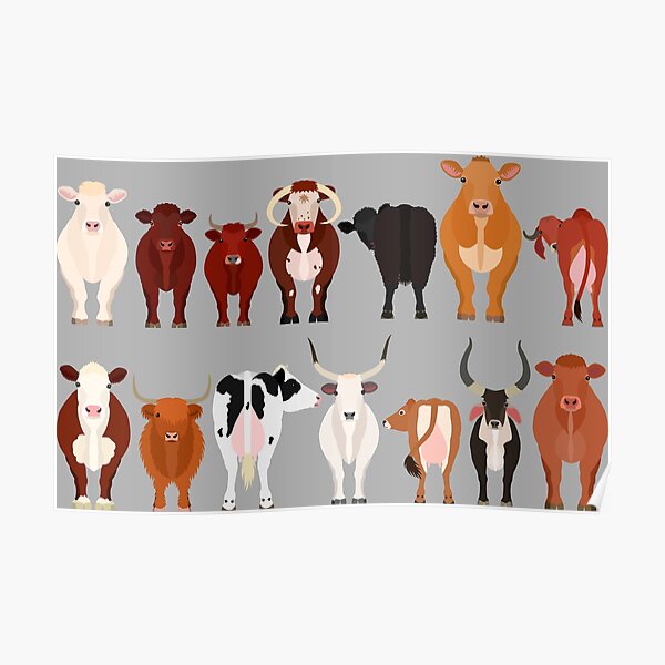 Pure Petroliera Persona Responsabile Cow Breeds Poster Ie Laboratorio Strada Principale