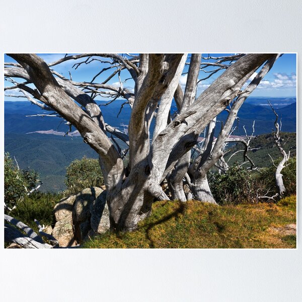 Item preview, 1669 High country trees designed and sold by Hans Kawitzki.
