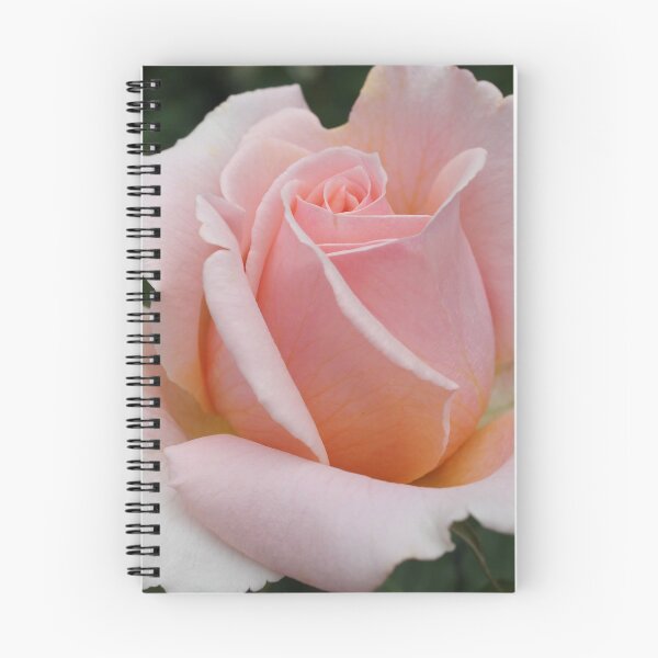 Artikelvorschau, Rosen entworfen und verkauft von rachariedel.