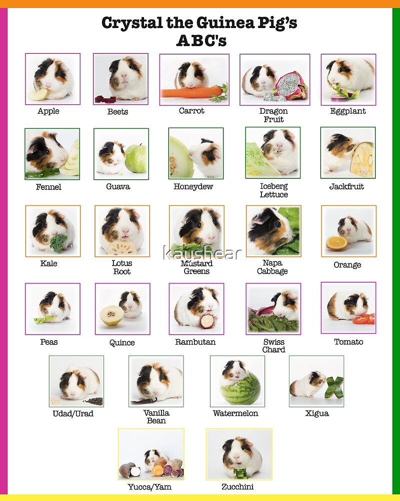 "Guinea Pig eats A to Z" by kayshear Redbubble