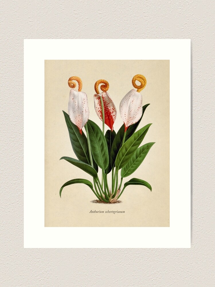 Imagen 2 de 3, Lámina artística con la obra Anthurium scherzerianum old plate, diseñada y vendida por bibliotee.
