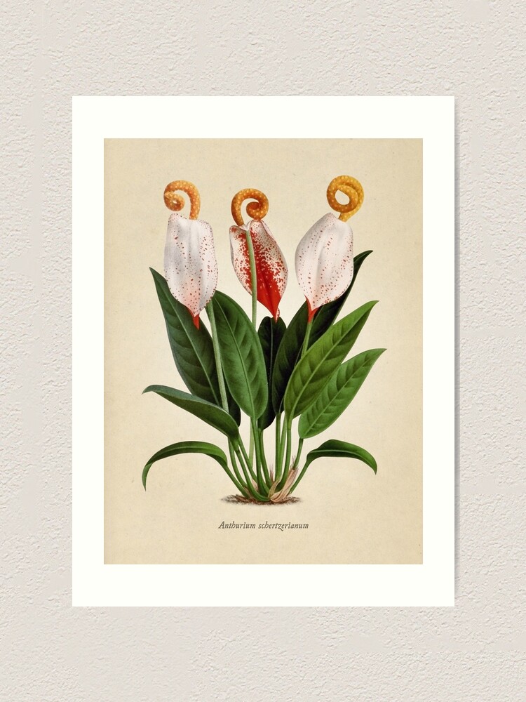 Vista alternativa de Lámina artística Anthurium scherzerianum old plate