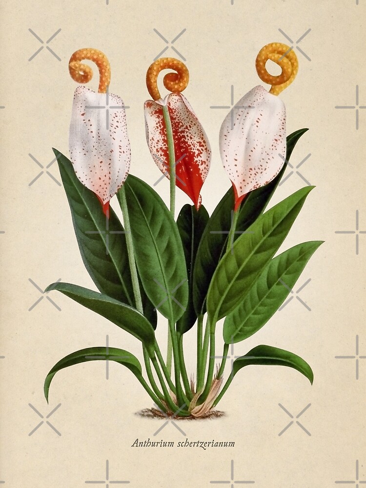 Imagen 3 de 3, Lámina artística con la obra Anthurium scherzerianum old plate, diseñada y vendida por bibliotee.