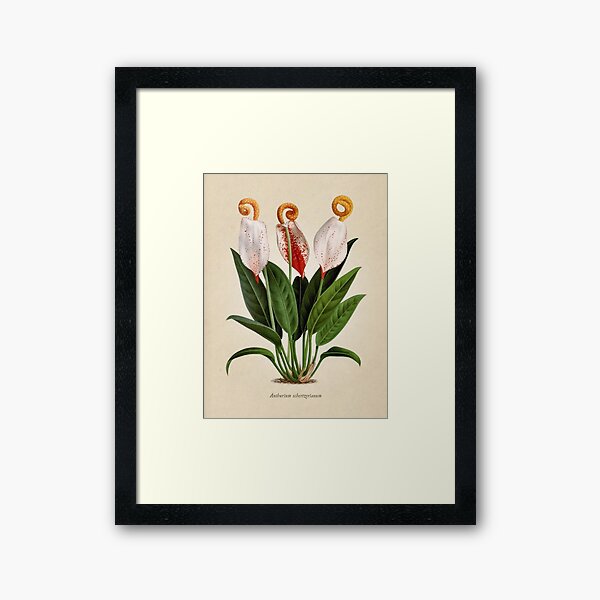 Anthurium scherzerianum old plate Lámina enmarcada