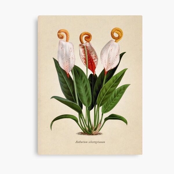 Anthurium scherzerianum old plate Lienzo