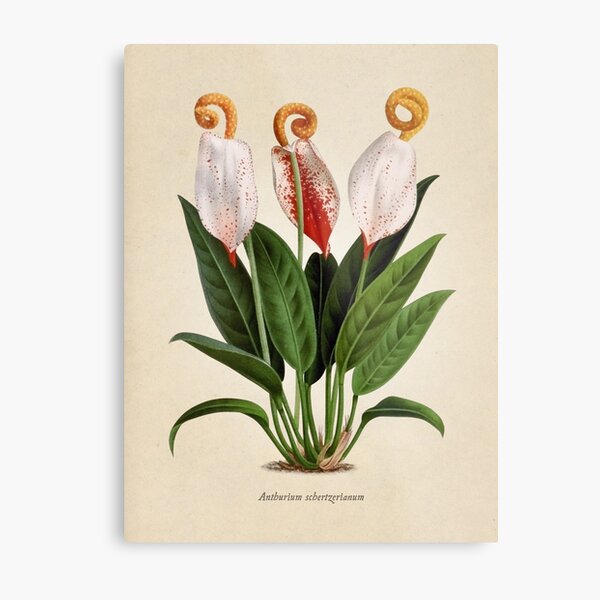 Anthurium scherzerianum old plate Lámina metálica