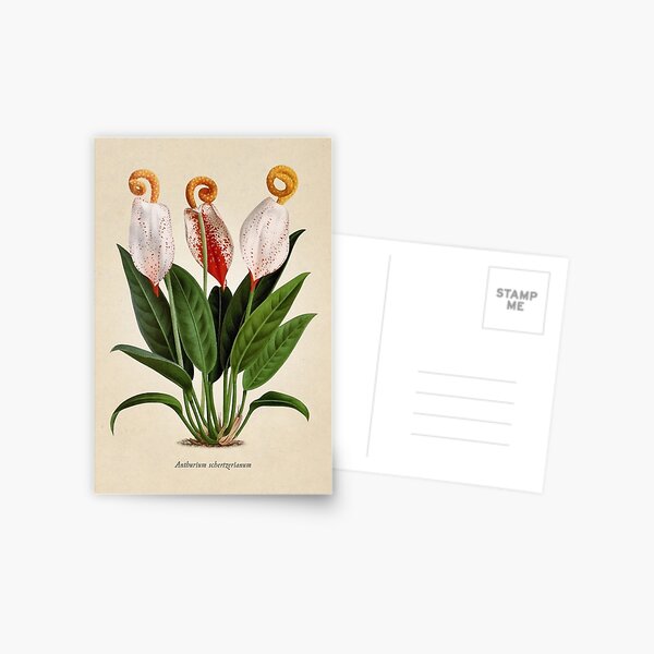 Anthurium scherzerianum old plate Postal
