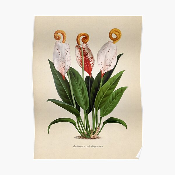 Anthurium scherzerianum old plate Póster