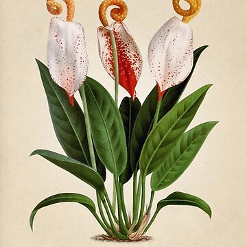 Imagen de la obra Anthurium scherzerianum old plate de bibliotee