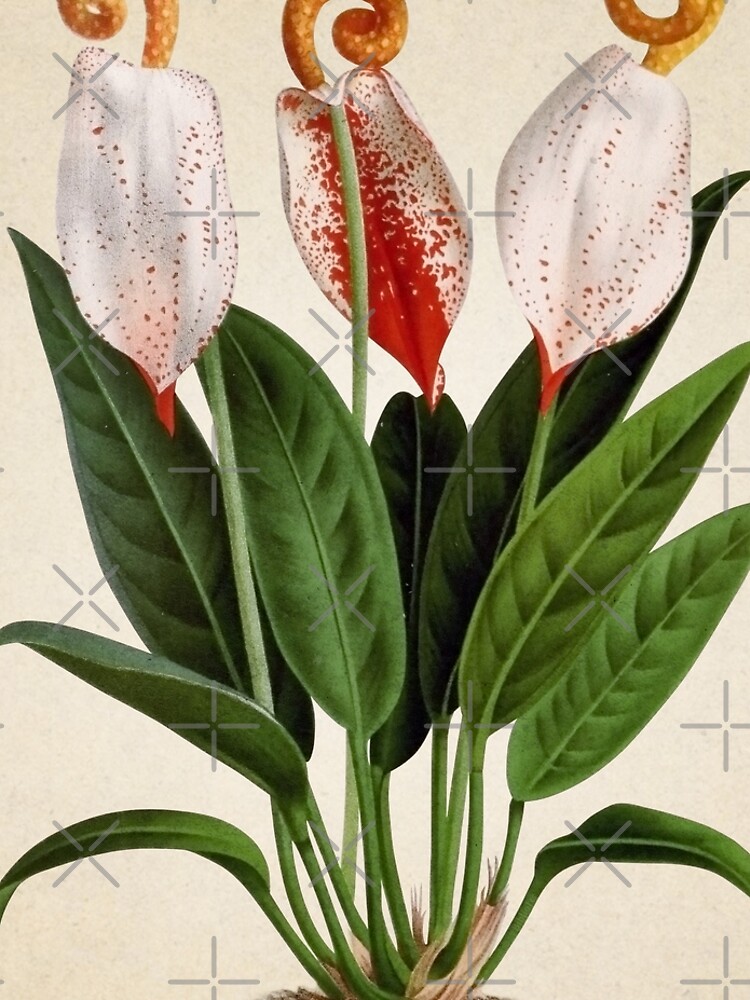 Anthurium scherzerianum old plate de bibliotee