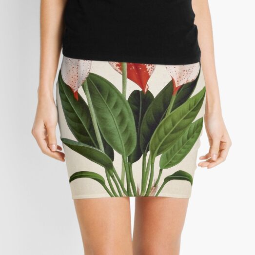 Anthurium scherzerianum old plate Minifalda