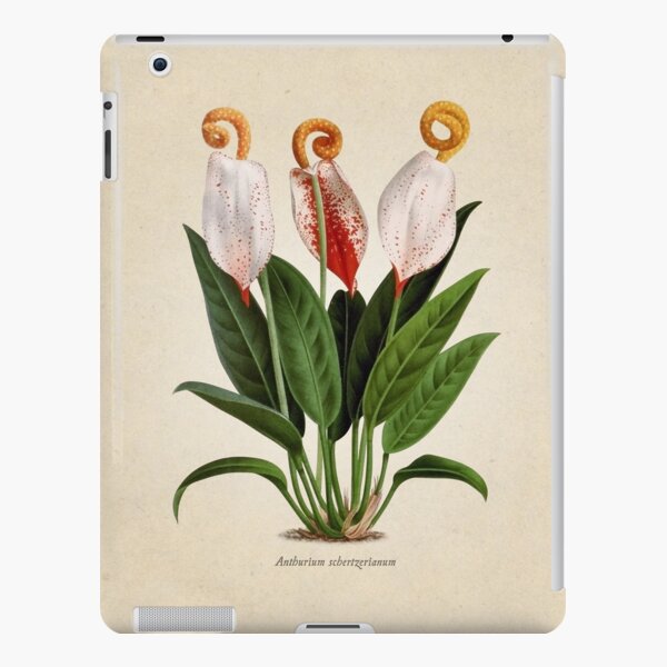 Anthurium scherzerianum old plate Funda rígida para iPad