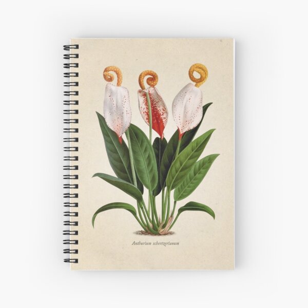 Anthurium scherzerianum old plate Cuaderno de espiral