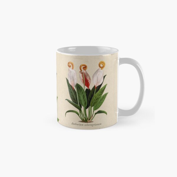 Anthurium scherzerianum old plate Taza clásica