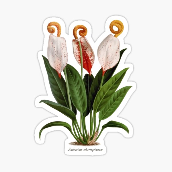 Anthurium scherzerianum old plate Pegatina