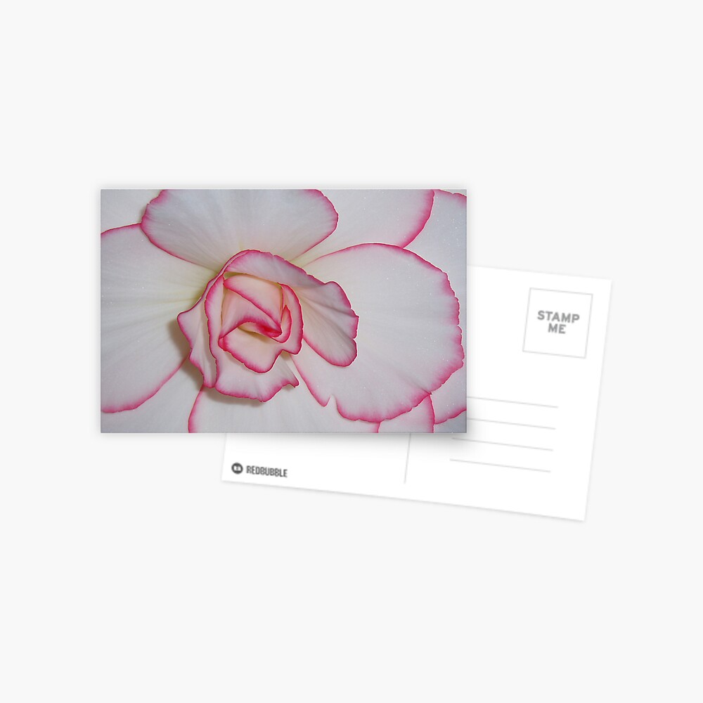 Begonia 2 Postcard